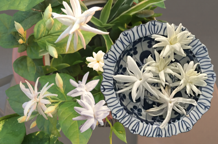 Flower Power: Jasmine